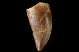Serrated, Raptor Tooth - Real Dinosaur Tooth #171426-1